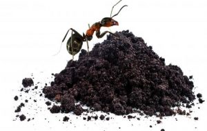 afbeedling van een mier bovenop donkere aardegrond