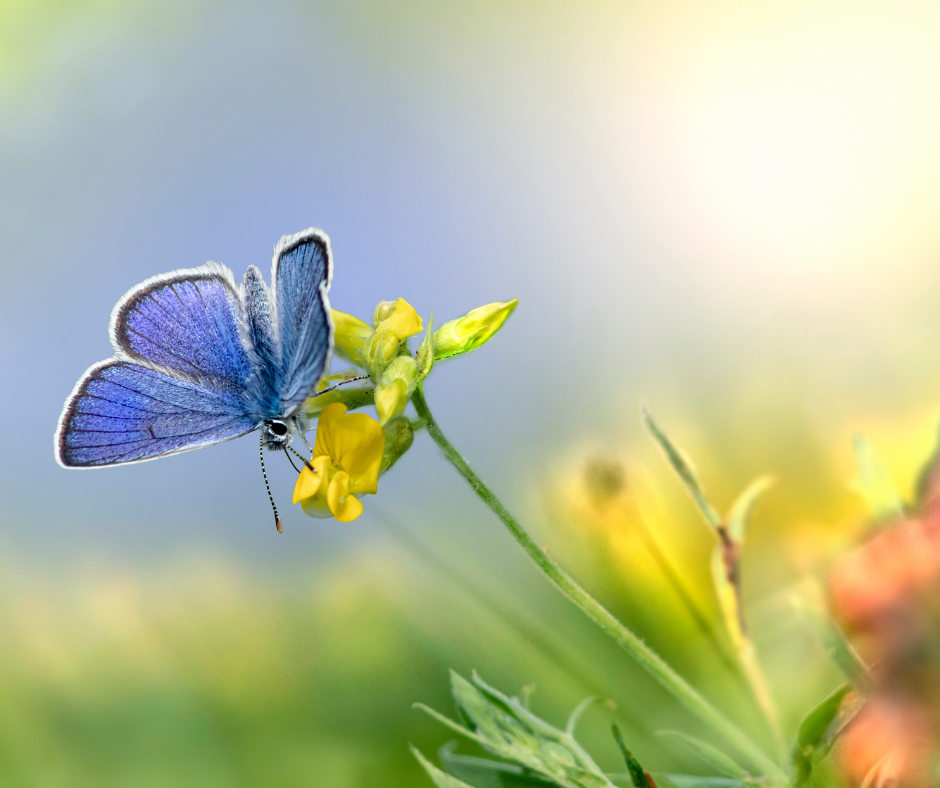 Afbeelding van een blauwe vlinder op een bloem in de tuin