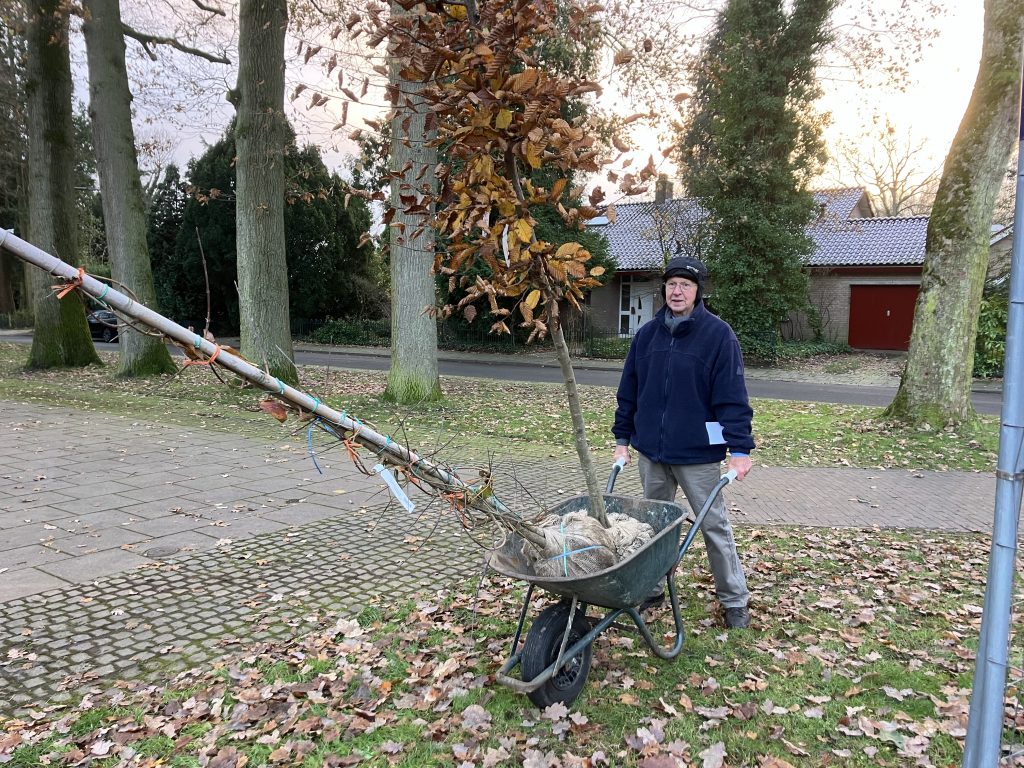 Afbeelding van een inwoner uit de gemeente Rheden, die de gratis boom kwamen ophalen en deze in een kruiwagen meeneemt